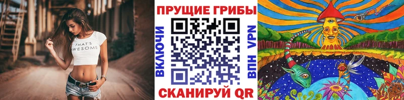 Псилоцибиновые грибы Psilocybe  Купить закладки  Лыткарино 